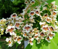 梓字取名的寓意和含义（ 梓字一般人用不起）