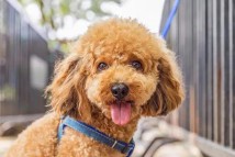 好听的网名女生可爱仙气（温柔干净的网名昵称女）