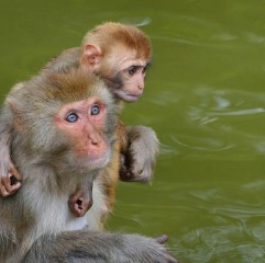 属猴和什么属相相克（ 属猴女命中注定的丈夫 ）