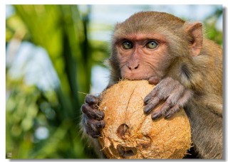 属猴和什么属相相克（ 属猴女命中注定的丈夫 ）