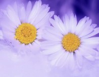 猴男鼠女适合做夫妻吗（ 属猴男跟鼠女相配吗 ）