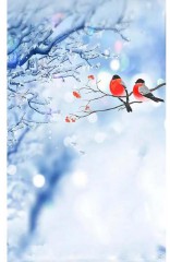 形容雪景的优美句子古诗（ 形容雪景的诗句 ）