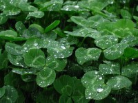 雨字头的字大多和什么有关（ 雨字旁和天气有关的字 ）