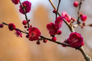 王维最有名的十首诗名句（ 王维最美的十首诗 ）