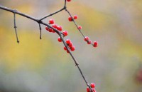 王维最有名的十首诗名句（ 王维最美的十首诗 ）