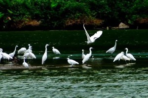 王维最有名的十首诗名句（ 王维最美的十首诗 ）