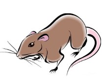 鼠和什么生肖最配最佳（ 84年男鼠一生婚姻状况 ）