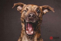 1970年属什么生肖属相（ 属鼠最难熬的是哪一年 ）