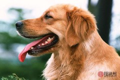 1970年属什么生肖属相（ 属鼠最难熬的是哪一年 ）