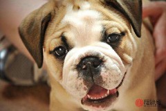 1970年属什么生肖属相（ 属鼠最难熬的是哪一年 ）