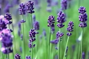  事与愿违的短句（ 事与愿违是什么意思解释 ）