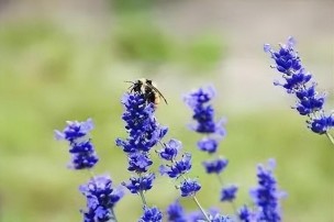  事与愿违的短句（ 事与愿违是什么意思解释 ）