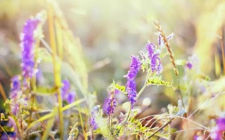  事与愿违的短句（ 事与愿违是什么意思解释 ）