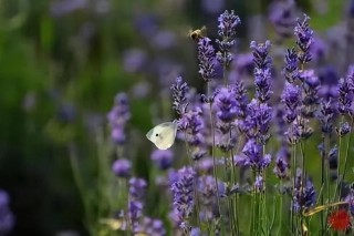  事与愿违的短句（ 事与愿违是什么意思解释 ）