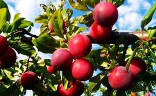 桃李不言下自成蹊是什么意思（ 不辞青山共我良川意思 ）