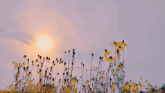 三八节祝福语漂亮简短（ 三八节祝福自己简短金句 ）