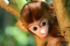 1980年属什么生肖配对（ 80猴女二婚正缘 ）