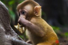 1980年属什么生肖配对（ 80猴女二婚正缘 ）