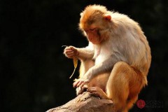 1980年属什么生肖配对（ 80猴女二婚正缘 ）