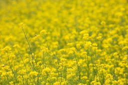 三月你好文案短句（三月的优美文案 ）