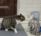 猫图片大全可爱（世界上最萌死人的猫咪）