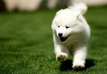 94年属什么的生肖婚配（ 属相狗的最佳婚配属 ）