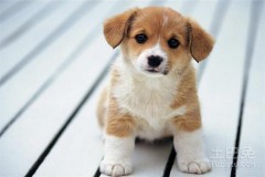 1994年属什么生肖属相（ 1994年天干地支属什么 ）