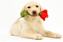 1994年属什么生肖属相（ 1994年天干地支属什么 ）