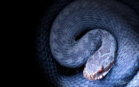 周公解梦大全梦见蛇是什么预兆（ 女人梦见蛇被别人砍断是什么意思 ）