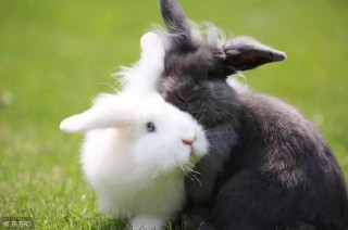 1963年属什么生肖属相（ 1963年正月属兔的是什么命 ）