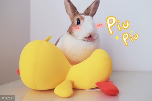 1963年属什么生肖属相（ 1963年正月属兔的是什么命 ）