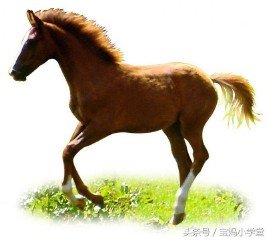 1966年属什么生肖配对（ 虎生肖婚姻配对什么最佳 ）