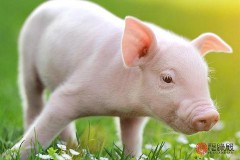 1983年属什么生肖配对最好（ 1983年属猪和属什么的最合适 ）