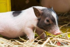 1983年属什么生肖配对最好（ 1983年属猪和属什么的最合适 ）