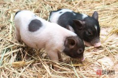 1983年属什么生肖配对最好（ 1983年属猪和属什么的最合适 ）