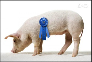 83年属什么的生肖猪什么命（ 1983年属猪的桃花劫是谁 ）