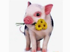 83年属什么的生肖猪什么命（ 1983年属猪的桃花劫是谁 ）