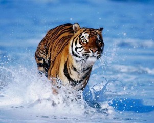 十二生肖相冲相克表口诀（ 十二生肖刑冲克害口诀 ）