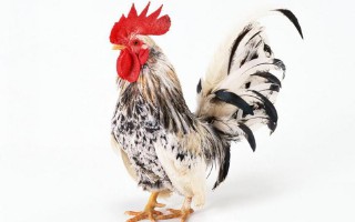 十二生肖相冲相克表口诀（ 十二生肖刑冲克害口诀 ）