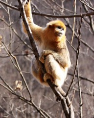 十二生肖相冲相克表口诀（ 十二生肖刑冲克害口诀 ）