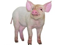 十二生肖相冲相克表口诀（ 十二生肖刑冲克害口诀 ）