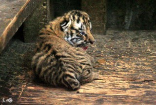 1962年属什么生肖属相（ 1962年出生的虎是什么虎 ）