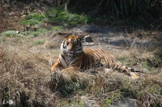 1962年属什么生肖属相（ 1962年出生的虎是什么虎 ）