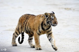 1962年属什么生肖属相（ 1962年出生的虎是什么虎 ）