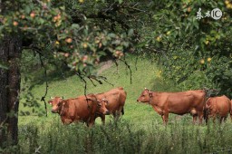 2009年属什么生肖属相（ 2009年属什么生肖的命 ）