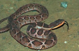 周公解梦大全梦见蛇是什么预兆（ 梦见蛇身龙头是什么征兆 ）