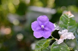 梦到被蛇咬是什么意思周公解梦（ 梦到被蛇咬伤是什么征兆 女性 ）