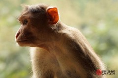 1992年属猴男婚姻怎么样（ 1992年属猴是什么命 ）