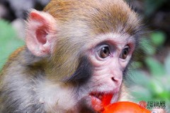 1992年属猴男婚姻怎么样（ 1992年属猴是什么命 ）