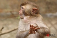 1992年属猴男婚姻怎么样（ 1992年属猴是什么命 ）